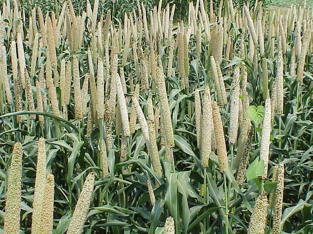 Bajra — Pearl millet