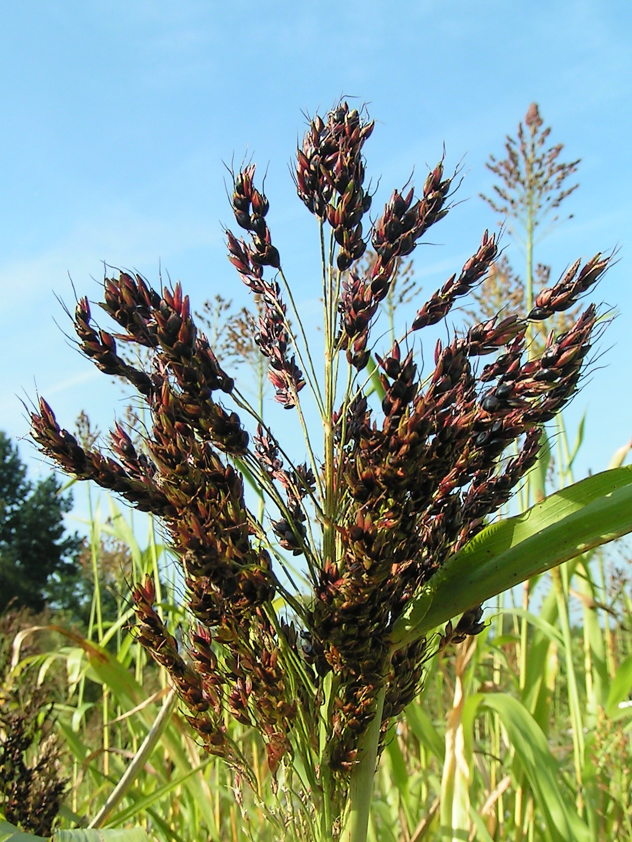 Jowar — Sorghum