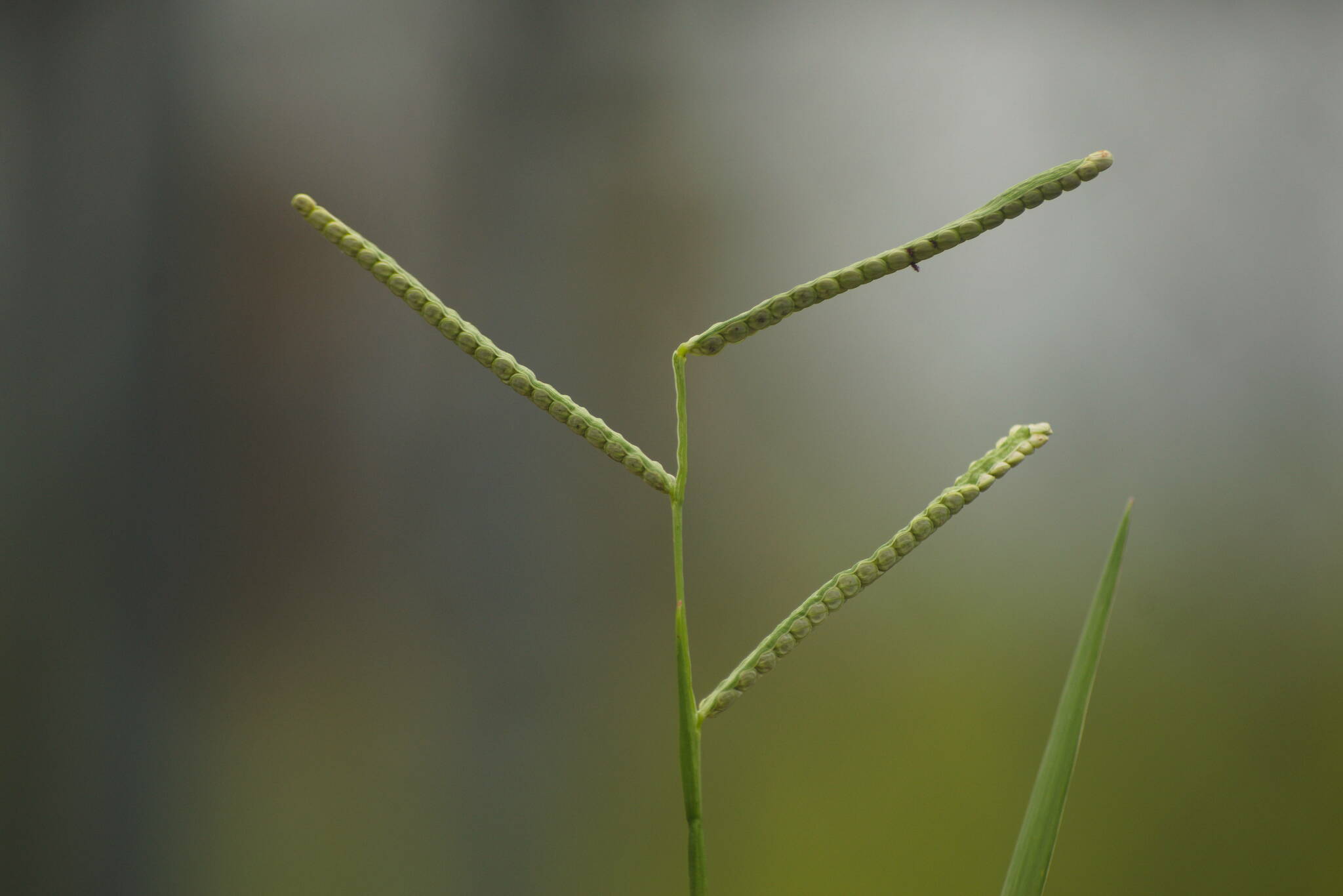 Kodo — Paspalum